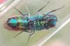 Chrysis terminata